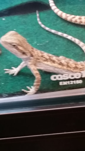 Pet Supply Store «PetSmart», reviews and photos, 1500 E Village Way #2380, Orange, CA 92865, USA