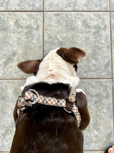 Veterinarian «PetCoral Resort and Veterinary», reviews and photos, 924 Del Prado Blvd, Cape Coral, FL 33990, USA