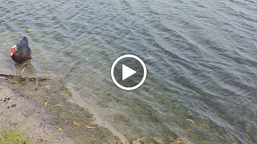 Park «Plantation Heritage Park», reviews and photos, 1100 S Fig Tree Ln, Plantation, FL 33317, USA