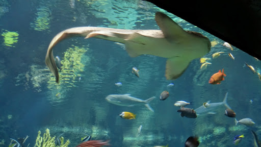 Gift Shop «Minnesota Zoo Gift Shop», reviews and photos, 13000 Zoo Blvd, Apple Valley, MN 55124, USA