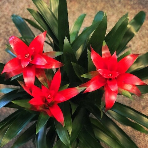 Florist «Hilldale Florist», reviews and photos, 1946 Madison St, Clarksville, TN 37043, USA