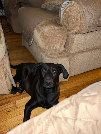 Pet Store «Pets Plus», reviews and photos, 151 Lincoln Hwy, Fairless Hills, PA 19030, USA