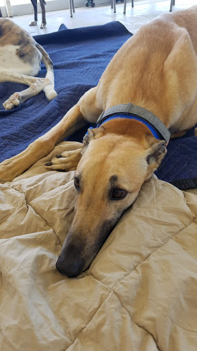 Pet Supply Store «Centinela Feed & Pet Supplies», reviews and photos, 22840 Hawthorne Blvd, Torrance, CA 90505, USA