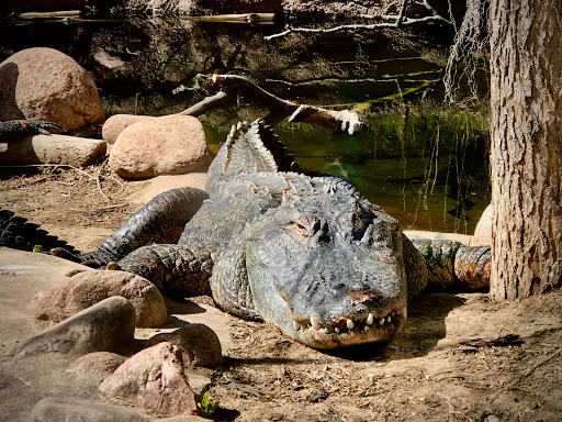 Zoo «Cheyenne Mountain Zoo», reviews and photos, 4250 Cheyenne Mountain Zoo Rd, Colorado Springs, CO 80906, USA