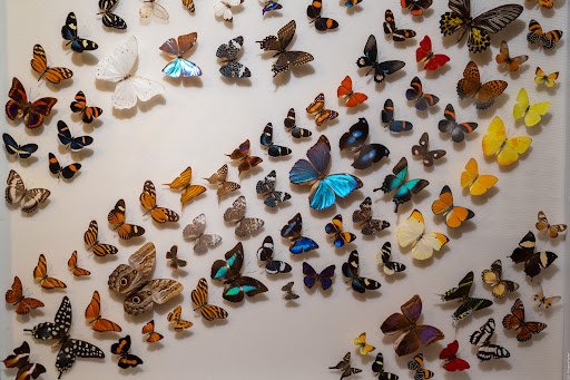 Tourist Attraction «Butterfly World», reviews and photos, 3600 W Sample Rd, Coconut Creek, FL 33073, USA