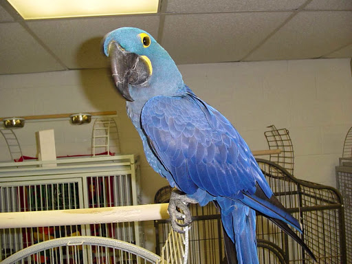 Pet Store «Adventure Birds of Bon Aqua», reviews and photos, 9600 TN-46, Bon Aqua, TN 37025, USA