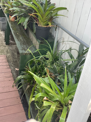 Florist «Thai-Rific Orchids Inc», reviews and photos, 5313 Gulfport Blvd S, Gulfport, FL 33707, USA