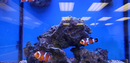 Pet Supply Store «Petco Animal Supplies», reviews and photos, 300 Hylan Dr, Rochester, NY 14623, USA