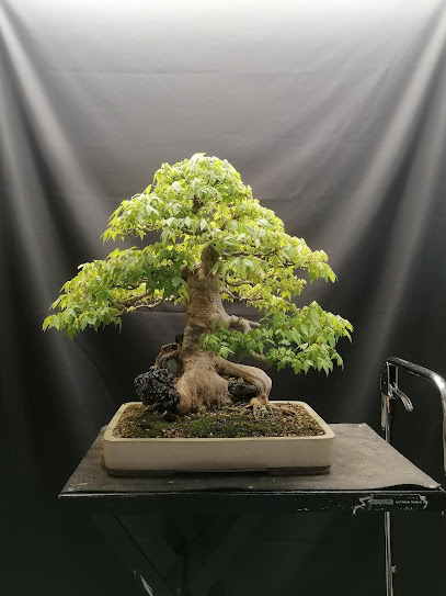 shinrai bonsai