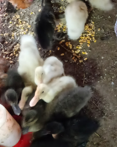 Poultry Farm «R Farm», reviews and photos, 1041 Farm-To-Market 2537, San Antonio, TX 78221, USA