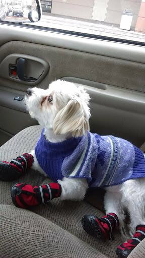 Pet Store «Petland», reviews and photos, 2123 Old Hudson Rd, St Paul, MN 55119, USA