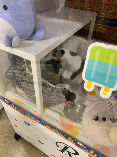 Pet Supply Store «PetSmart», reviews and photos, 315 W Rte 70, Marlton, NJ 08053, USA