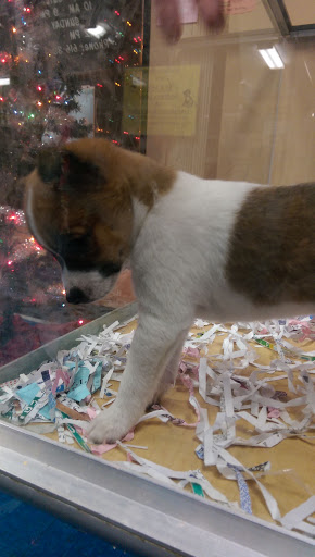 Pet Store «V.I. Pets», reviews and photos, 11975 E Lakewood Blvd, Holland, MI 49424, USA