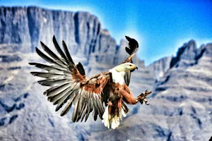 Falcon Ridge - Bird Of Prey Center image