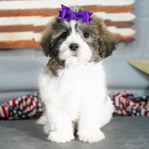 Pet Store «Pet Planet», reviews and photos, 11968 S Redwood Rd, Riverton, UT 84065, USA