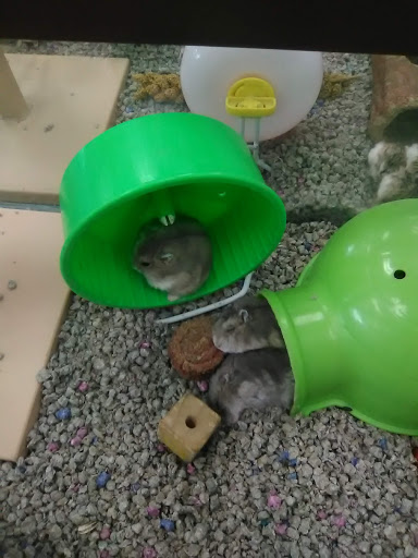 Pet Store «Petland», reviews and photos, 2145 Eastern Ave, Gallipolis, OH 45631, USA