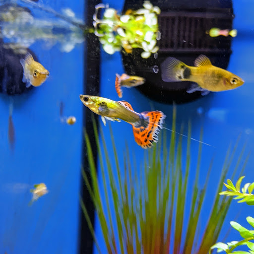 Pet Supply Store «Petco Animal Supplies», reviews and photos, 444 N Santa Cruz Ave, Los Gatos, CA 95030, USA