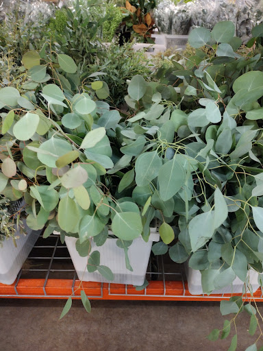 Florist «Botanica Wholesale Florist», reviews and photos, 3208 International Pl, Irving, TX 75062, USA