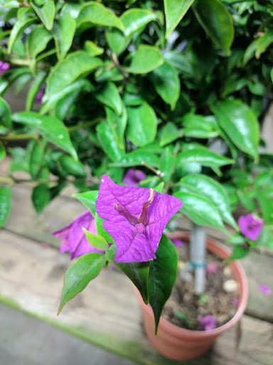 Home Improvement Store «The Home Depot», reviews and photos, 500 S Marengo Ave, Alhambra, CA 91803, USA