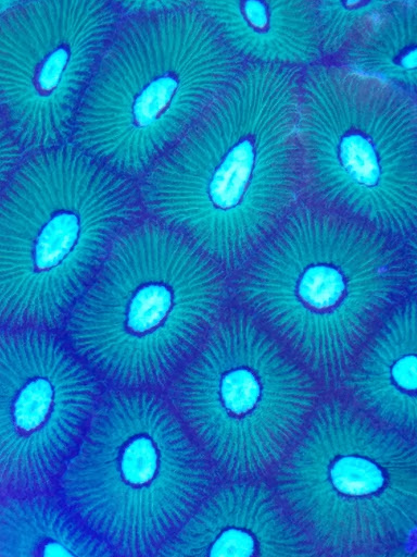 Pet Store «Tanks A Lot Aquariums», reviews and photos, 6680 Lantana Rd, Lake Worth, FL 33467, USA