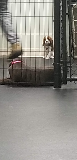 Pet Supply Store «Dogology», reviews and photos, 166 Albany Turnpike, Canton, CT 06019, USA