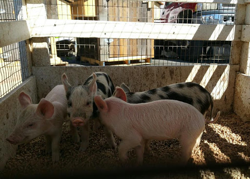 Animal Feed Store «Farmers Feed & Pet Supply», reviews and photos, 1302 E Miner Ave, Stockton, CA 95205, USA