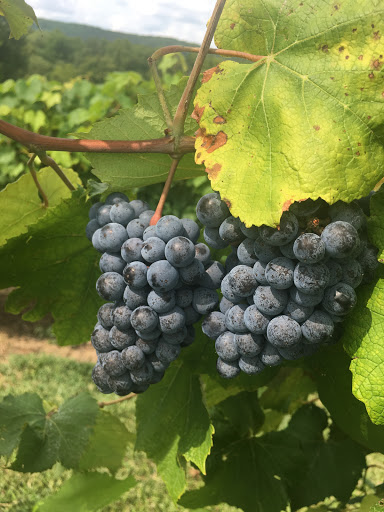 Vineyard «Noboleis Vineyards», reviews and photos, 100 Hemsath Rd, Augusta, MO 63332, USA