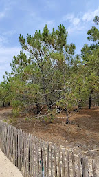 Photo n°6 de La Madrague à Lège-Cap-Ferret ()