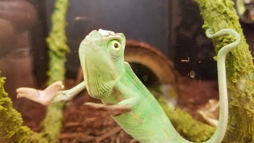 Pet Supply Store «PetSmart», reviews and photos, 3630 Peachtree Pkwy, Suwanee, GA 30024, USA