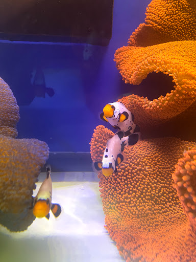 Tropical Fish Store «New York Reef Aquatic», reviews and photos, 45-62 162nd St, Flushing, NY 11358, USA