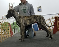 Obedience Training Club of Greater Lansing - Photo 7 - Car repair in Lansing, MI, Lansing