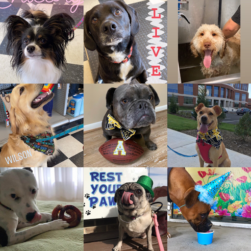 Pet Store «The Pet Place», reviews and photos, 240 Shadowline Dr, Boone, NC 28607, USA