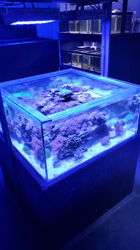 Aquarium «Fish Collection Inc», reviews and photos, 1609 NE 163rd St, North Miami Beach, FL 33162, USA