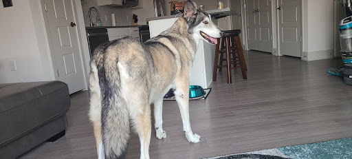 Pet Supply Store «Pet Supplies Plus», reviews and photos, 4100 Legacy Dr Suite 402, Plano, TX 75024, USA