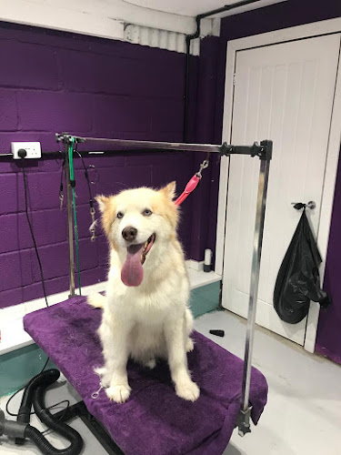 Reviews of Unleashed Dog Grooming in Telford - Dog trainer