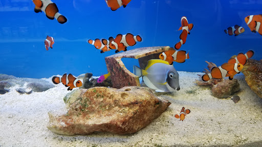 Aquarium «Greentree Pet Center», reviews and photos, 1604 Greentree Blvd, Clarksville, IN 47129, USA