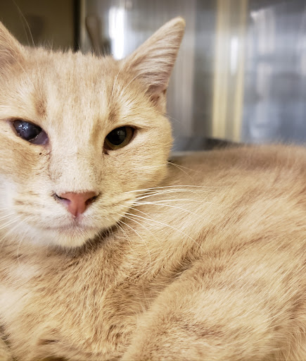 Pet Supply Store «PetSmart», reviews and photos, 105 E N Pointe Dr, Salisbury, MD 21804, USA