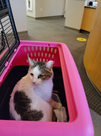 Just Cats - Photo 5 - Car repair in Stamford, CT, Stamford