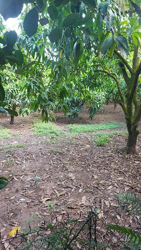 Vườn xoài chú Viễn