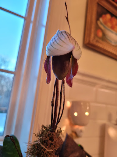 Florist «Morning Sun Florist», reviews and photos, 11 S Main St, Centerville, OH 45458, USA