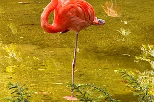 Flamingoweiher image