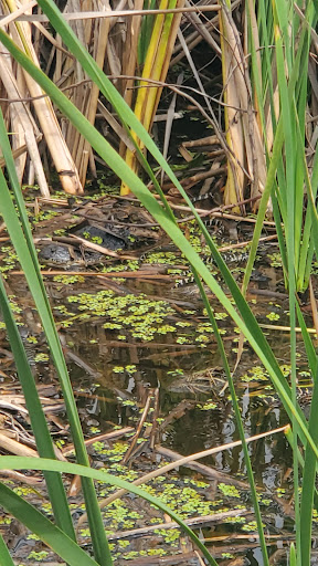 Sightseeing Tour Agency «Wild Willys Airboat Tours», reviews and photos, 4715 Kissimmee Park Rd, St Cloud, FL 34772, USA