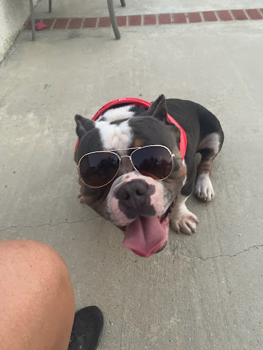 Pet Supply Store «PetSmart», reviews and photos, 11945 Central Ave, Chino, CA 91710, USA