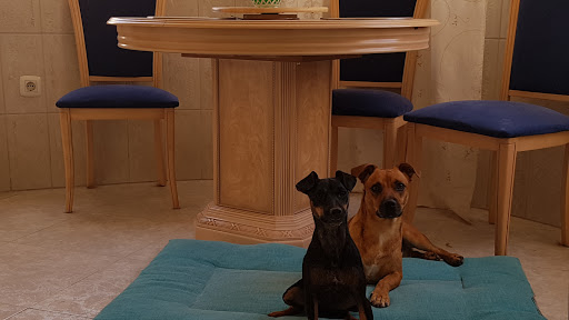 Clínica Veterinaria San Esteban en Torrevieja