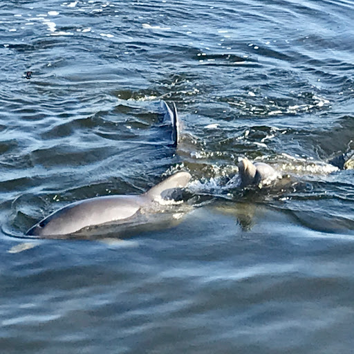 Sporting Goods Store «KAYAKS BY BO INC.», reviews and photos, 410 S Hopkins Ave, Titusville, FL 32796, USA