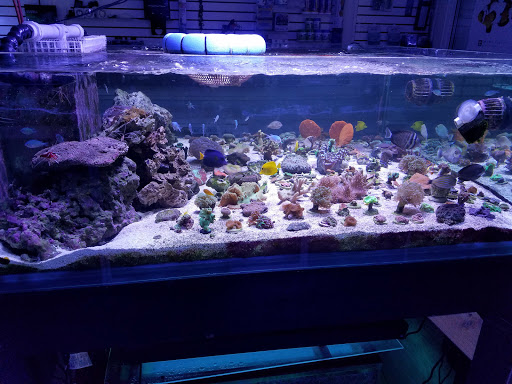 Aquarium «TCCorals Aquarium Service», reviews and photos, 2239 14th Ave, Vero Beach, FL 32960, USA