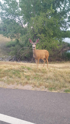 Country Club «Country Club At Castle Pines», reviews and photos, 6400 Country Club Dr, Castle Rock, CO 80108, USA