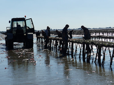 SCEO Cap'gigas à Le Vivier-sur-Mer