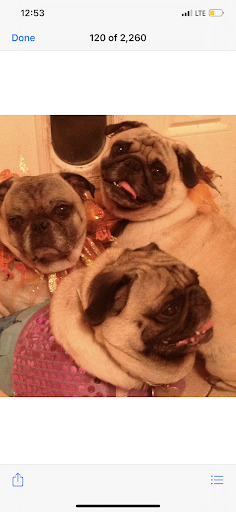 Formal Wear Store «Merrily Couture», reviews and photos, 340 NY-25A, Mt Sinai, NY 11766, USA