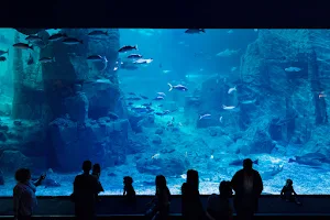 Istanbul Aquarium image